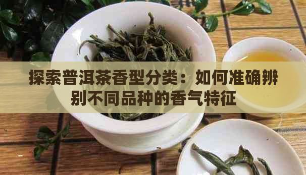 探索普洱茶香型分类：如何准确辨别不同品种的香气特征