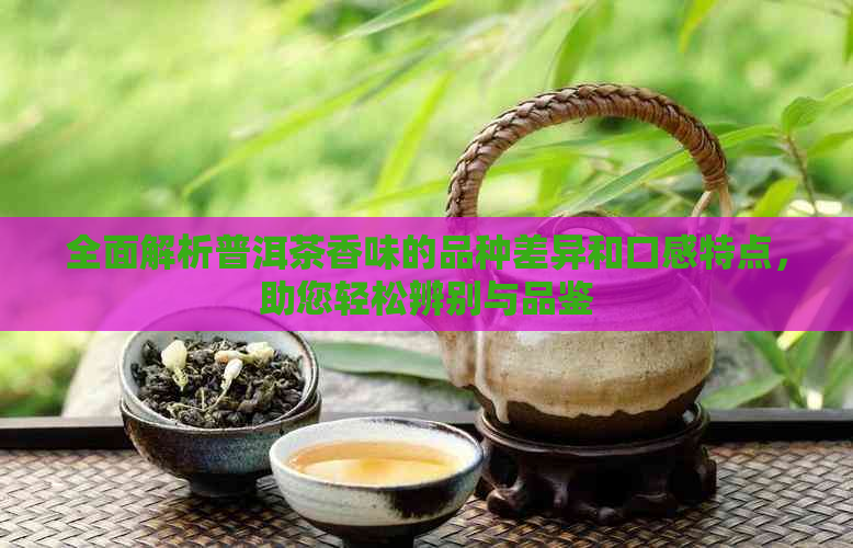 全面解析普洱茶香味的品种差异和口感特点，助您轻松辨别与品鉴