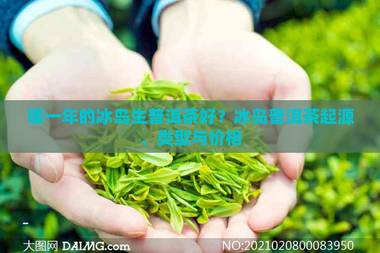 哪一年的冰岛生普洱茶好？冰岛普洱茶起源、类型与价格