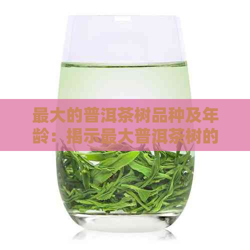 更大的普洱茶树品种及年龄：揭示更大普洱茶树的神秘之处