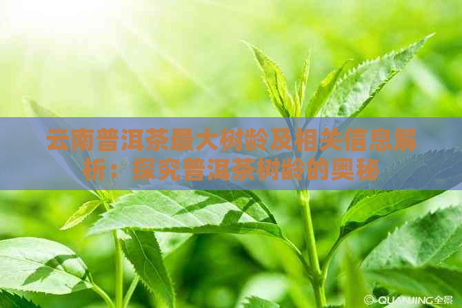 云南普洱茶更大树龄及相关信息解析：探究普洱茶树龄的奥秘