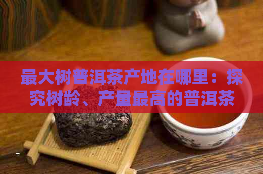 更大树普洱茶产地在哪里：探究树龄、产量更高的普洱茶树及其独特魅力