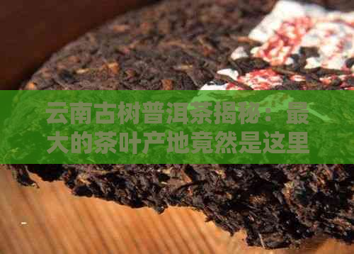 云南古树普洱茶揭秘：更大的茶叶产地竟然是这里！