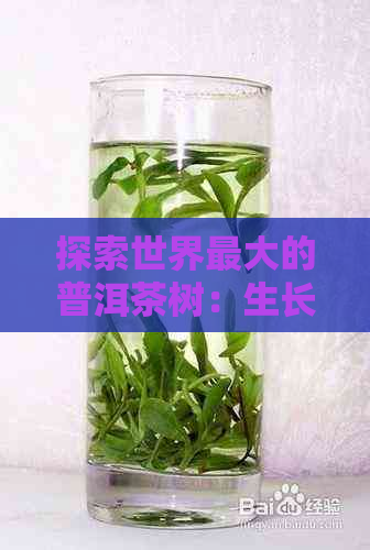 探索世界更大的普洱茶树：生长历、品种特点和品饮体验