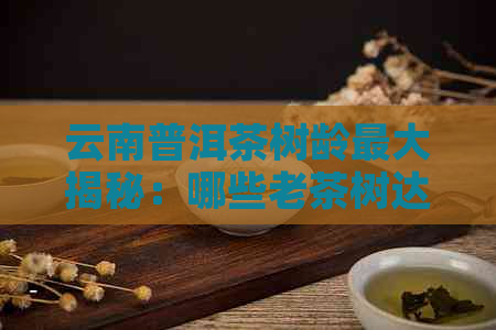 云南普洱茶树龄更大揭秘：哪些老茶树达到了多少年的高峰？