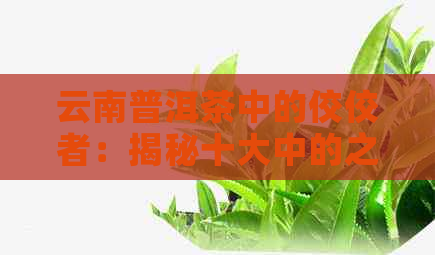 云南普洱茶中的佼佼者：揭秘十大中的之选