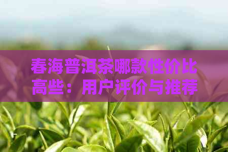 春海普洱茶哪款性价比高些：用户评价与推荐