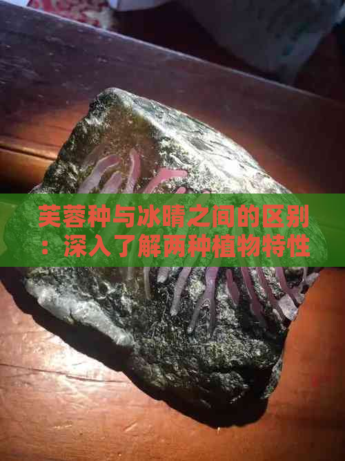 芙蓉种与冰晴之间的区别：深入了解两种植物特性与用途