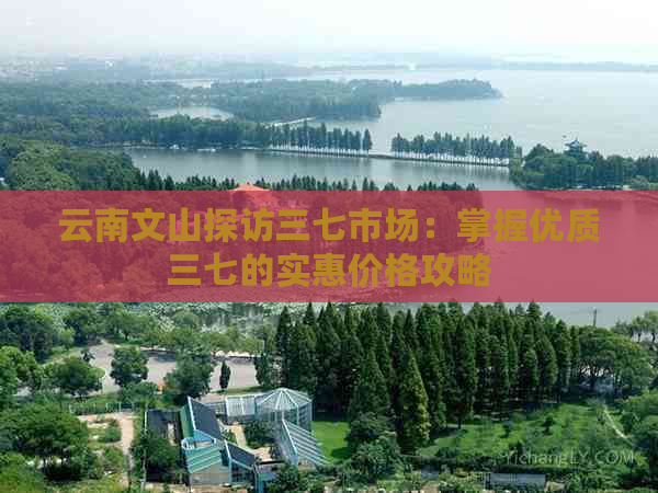 云南文山探访三七市场：掌握优质三七的实惠价格攻略