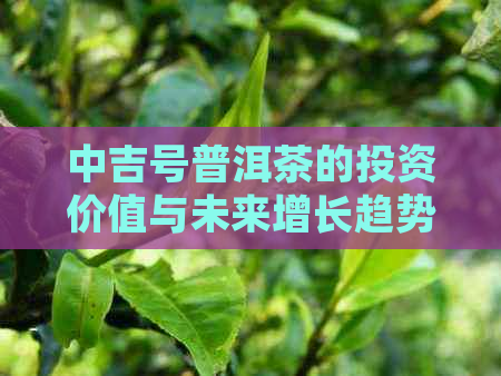 中吉号普洱茶的投资价值与未来增长趋势分析