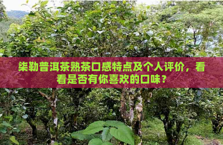 柒勒普洱茶熟茶口感特点及个人评价，看看是否有你喜欢的口味？