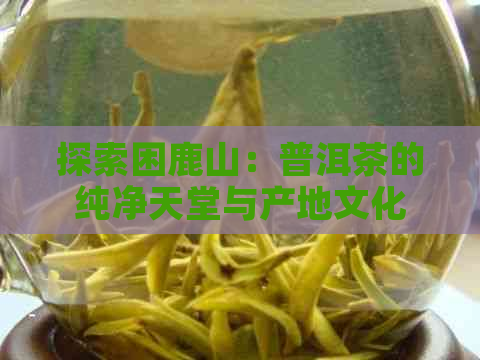 探索困鹿山：普洱茶的纯净天堂与产地文化