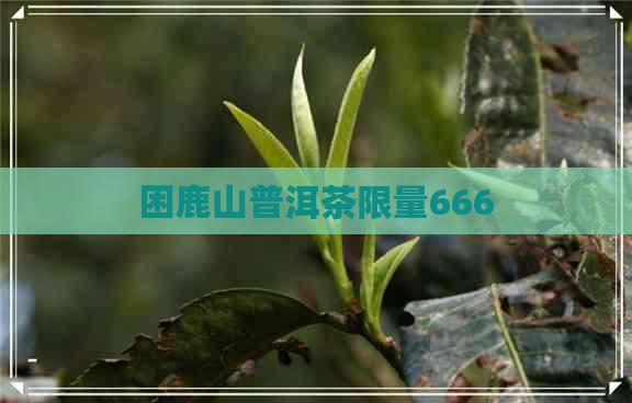 困鹿山普洱茶限量666