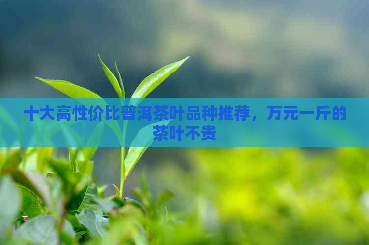 十大高性价比普洱茶叶品种推荐，万元一斤的茶叶不贵