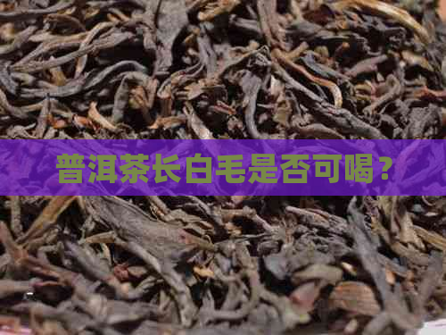 普洱茶长白毛是否可喝？