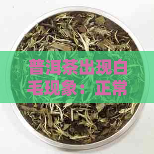 普洱茶出现白毛现象：正常还是品质问题？如何判断并饮用？