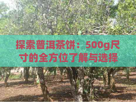 探索普洱茶饼：500g尺寸的全方位了解与选择指南