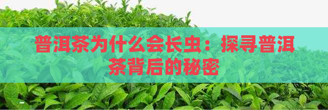 普洱茶为什么会长虫：探寻普洱茶背后的秘密