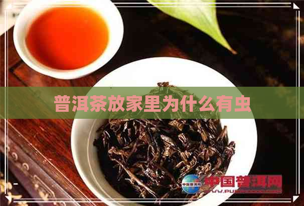 普洱茶放家里为什么有虫