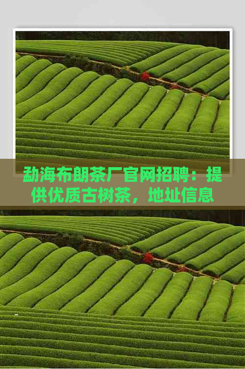 勐海布朗茶厂官网招聘：提供优质古树茶，地址信息一应俱全