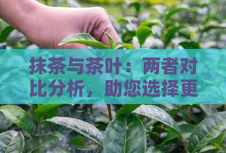 抹茶与茶叶：两者对比分析，助您选择更适合的茶饮