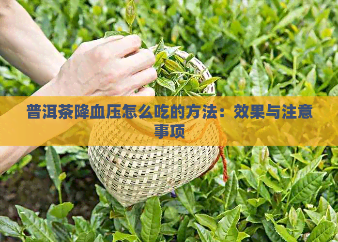 普洱茶降血压怎么吃的方法：效果与注意事项