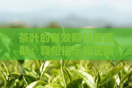 茶叶的有效期与保质期：真相揭示和正确理解