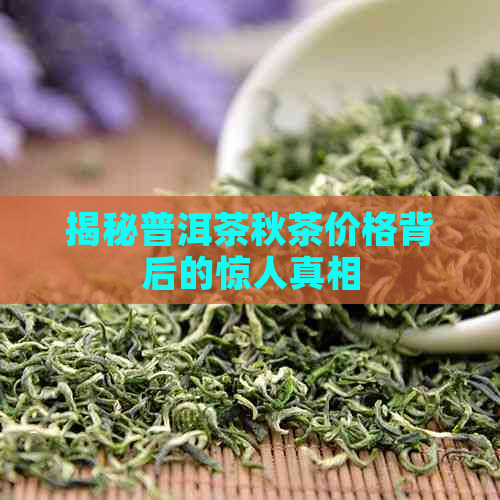 揭秘普洱茶秋茶价格背后的惊人真相