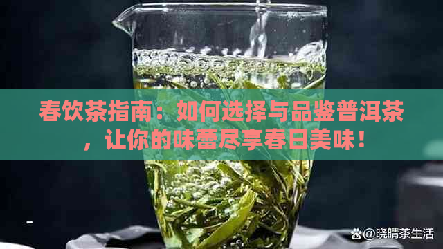 春饮茶指南：如何选择与品鉴普洱茶，让你的味蕾尽享春日美味！