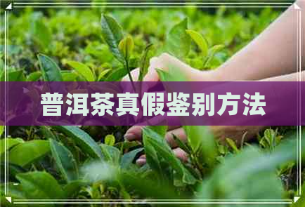 普洱茶真假鉴别方法