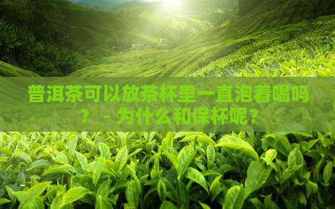 普洱茶可以放茶杯里一直泡着喝吗？ - 为什么和保杯呢？