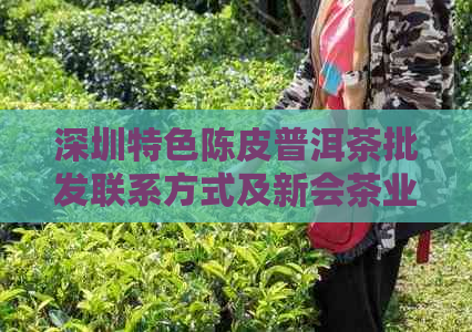 深圳特色陈皮普洱茶批发联系方式及新会茶业加盟电话