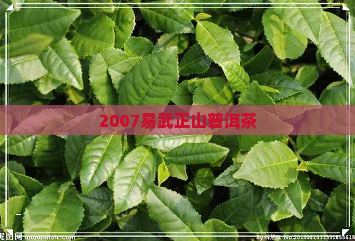 2007易武正山普洱茶