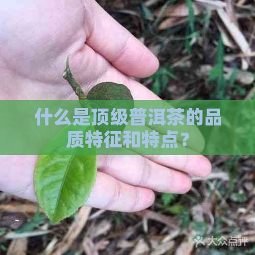 什么是顶级普洱茶的品质特征和特点？