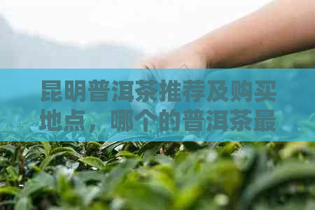 昆明普洱茶推荐及购买地点，哪个的普洱茶最出名？