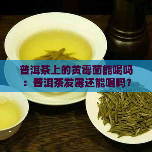 普洱茶上的黄霉菌能喝吗：普洱茶发霉还能喝吗？