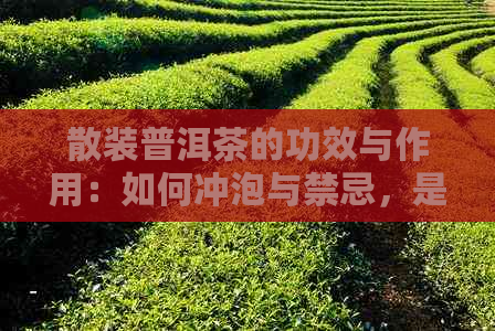 散装普洱茶的功效与作用：如何冲泡与禁忌，是否值得一试？