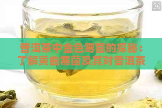 普洱茶中金色霉菌的探秘：了解黄曲霉菌及其对普洱茶的影响