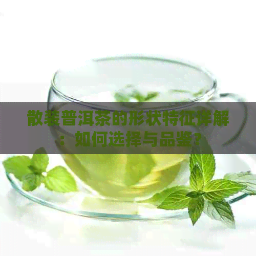 散装普洱茶的形状特征详解：如何选择与品鉴？