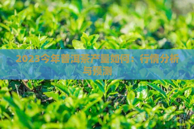 2023今年普洱茶产量如何：行情分析与预测