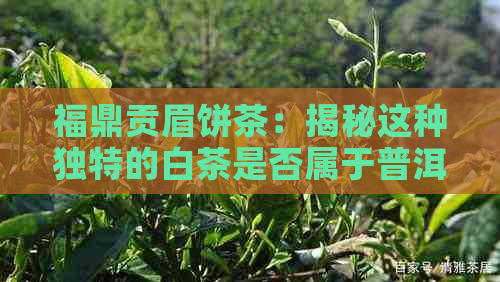 福鼎贡眉饼茶：揭秘这种独特的白茶是否属于普洱茶家族