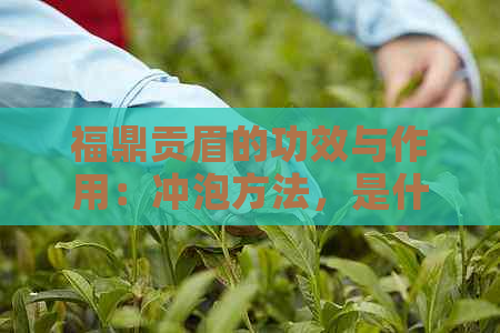 福鼎贡眉的功效与作用：冲泡方法，是什么茶，价格是多少？