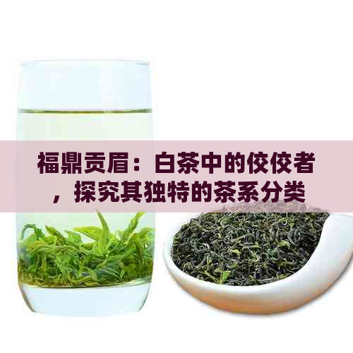 福鼎贡眉：白茶中的佼佼者，探究其独特的茶系分类