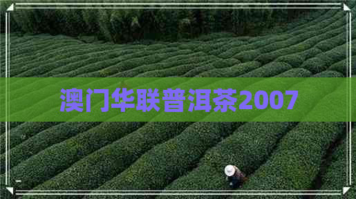 华联普洱茶2007