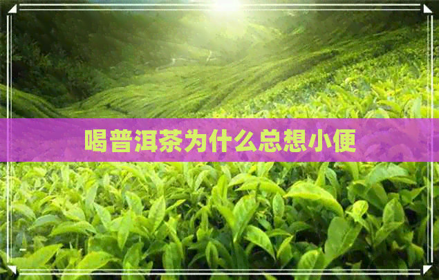 喝普洱茶为什么总想小便