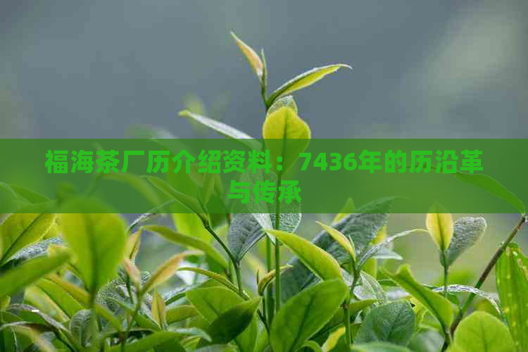 福海茶厂历介绍资料：7436年的历沿革与传承