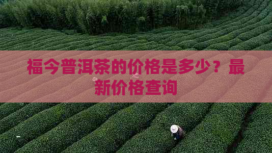 福今普洱茶的价格是多少？最新价格查询