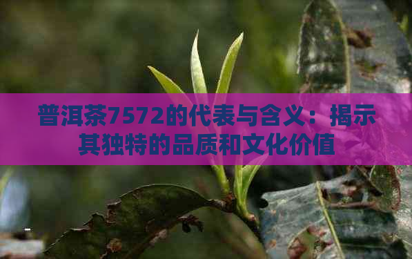 普洱茶7572的代表与含义：揭示其独特的品质和文化价值