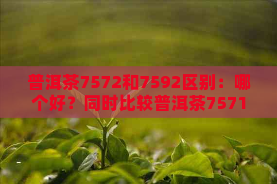 普洱茶7572和7592区别：哪个好？同时比较普洱茶7571、7581和7542的区别。