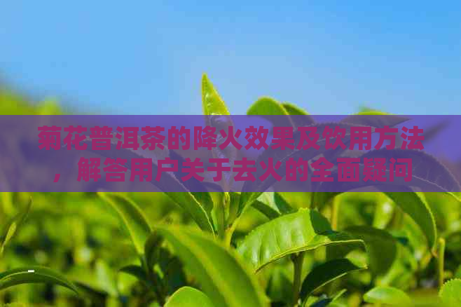 菊花普洱茶的降火效果及饮用方法，解答用户关于去火的全面疑问